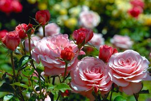 Растения дома и в саду 🌼🌹🌵