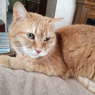 Моя Кошка Маська