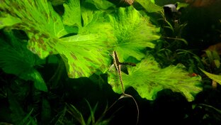 Мой маленький водоём