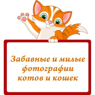 Котофото