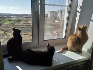 Котики. Лучшие кадры 