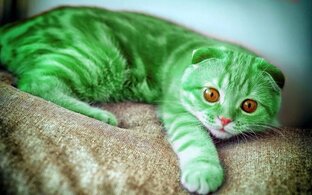 котики