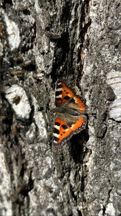 Друзья наши меньшие🦋🐝🦆