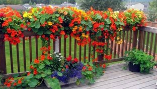 Самые пышные и неприхотливые цвета для Вашего сада