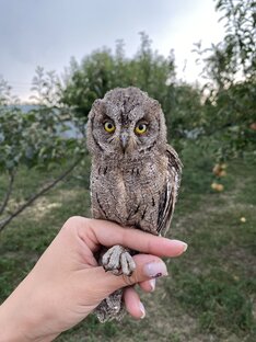 Совы