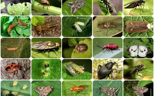 Избавляемся от вредителей 🐛🦗🕷️🪳🐜