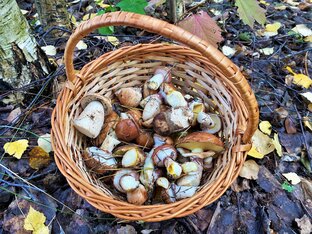 ГРИБЫ - ГОТОВИМ, ХРАНИМ, СОБИРАЕМ