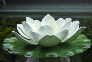 Антиутопия