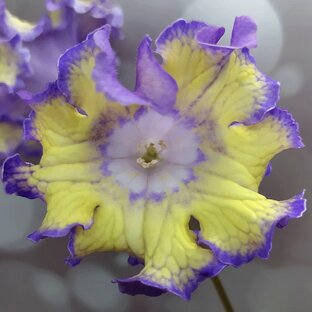 Стрептокарпусы