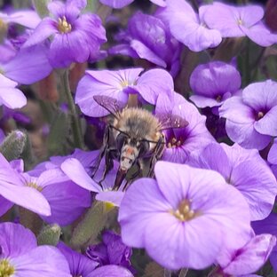 Из записок одной пчелы. Сказка для взрослых.