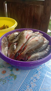 Рыбные рецепты