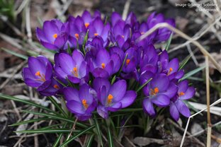 Весенние первоцветы и луковичные