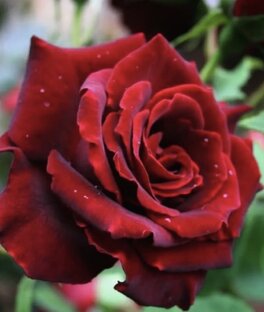 Самооценка 