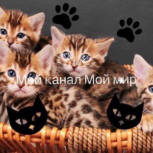 Мой канал Мой мир 