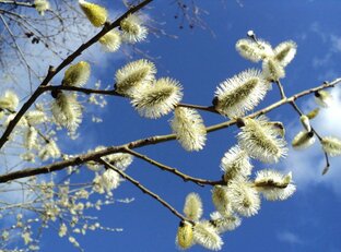 МИЛА - ПОЭЗИЯ ДУШИ (мои стихи)