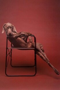 Книга «Быдло». Дмитрий Куприянов