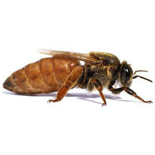 Все о пчелиных матках