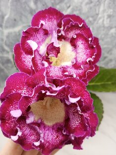Глоксинии🌺🍃🌱Уход и выращивание