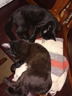 Котята растут