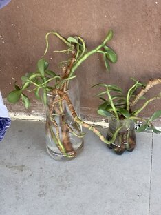 Реанимация Толстянки 