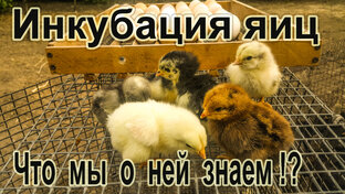 Инкубаторы и процесс икубирование яиц .