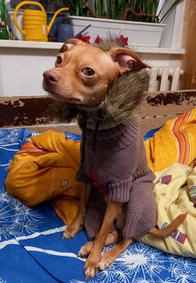 Жизнь Кукки 