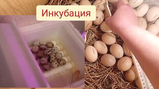 Инкубация яиц
