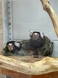 Любимые мои обезьянки🐒🐒💞