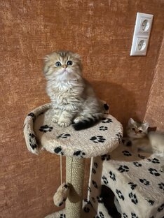 Максимильян