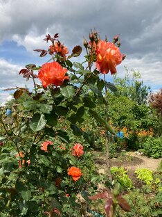 Остатки рая.