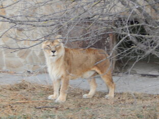 ДИКИЕ ЖИВОТНЫЕ 