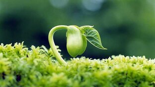 Здоровье, красота, жизненные силы