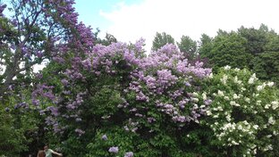 Прогулки и мероприятия в парках