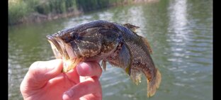 Ротан, и все о нем.