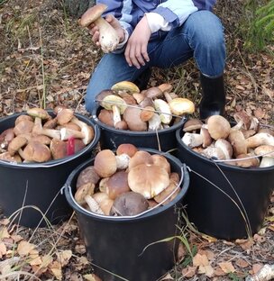 Сбор Грибов#Лес#