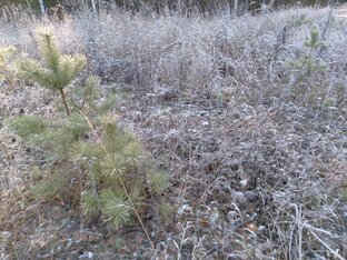 Огород, растюхи