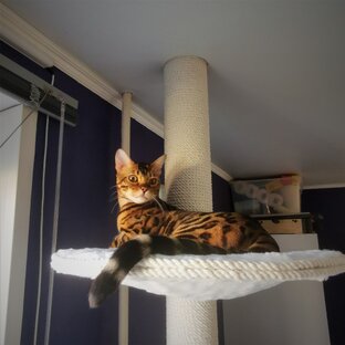 Когтеточки для кошек