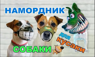Амуниция и украшения для собак и их владельцев
