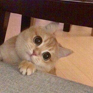 Братья наши меньшие 