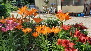 Садовые цветы.