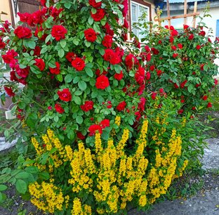 Мой сад и огород.