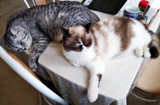 Мимишки