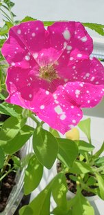 Во саду ли в огороде