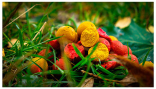 CarpTime Master Bait