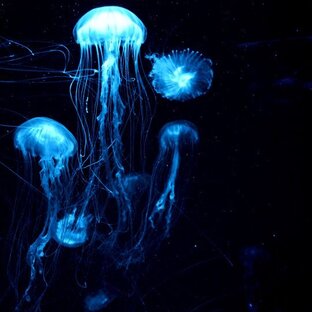 МузМедуз рекомендует 