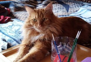 Кот Бонифаций 