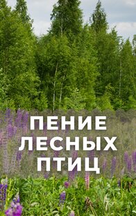 Пение лесных птиц
