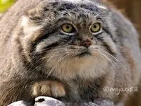 Деревенька Ведьмин ключ