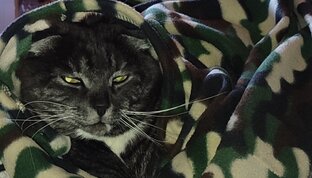 Мой защитник 😍