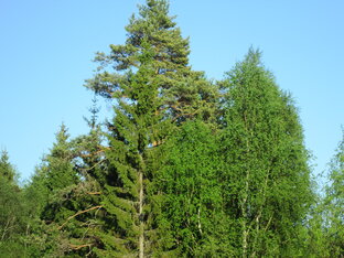 Деревья и кустарники